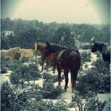 Skinny Wolves - "Winter Worm, Summer Grass" Winter 2013 Mix