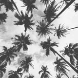Palmbomen Delirium