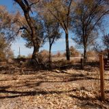 Dry Leaves Fallen On Dust