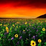 pigisun - dnb - 20130520