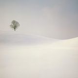 pale dream
