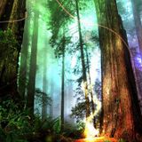 Forest-Vibes 2 Lysergic-Vibes Mix 09/04/2013