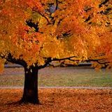 october dawn!!