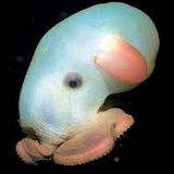 giant mexican octopus mix