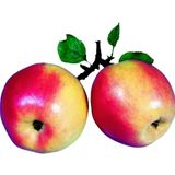 adams äpfel