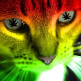 RoberDub Radio - Rooticall and Dubwise