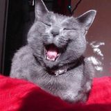 House Mix 4 Kat