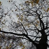 The Floating World's Autumn Music Making Mix