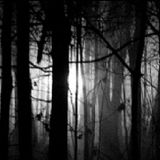 Foggy Forest with Dead Babies on the side - Toker in the mix