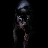 Schwarz