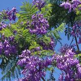 Theatre Organ Magic 2016-04-03.MP3