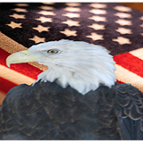 Uncle Sam's Misguided Children on Just BK