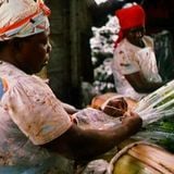 A Place in the Sun: Jamaican flora and fauna