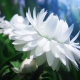 DJ Mike Iova - May Flower (May 2014 Mix)