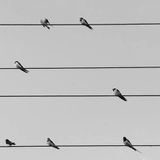 Wires