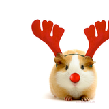 Louvana Festive Podcast December 27th - Compiled by Microseq