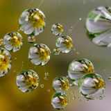 The Benefits of Biomimicry with Mark Dorfman - Renaissance SRQ