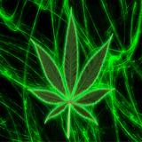 SpaCed Out