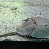 ZOOECHO RECORDS #39 Horseshoe Crab / Skrzypłocz (UMBA)