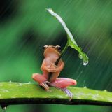 Hiding for the rain
