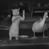 Duck & Dizzle