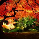 Go with the leaves .... (autumn grooves)
