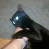 meow mix forever