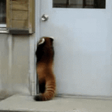 RED PANDA
