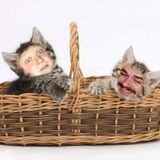TMcC&JD Episode 011: It Pains Me To Say It's Really Good