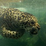 La Memoria del Jaguar