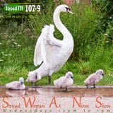 SWANS - 3 April 2013