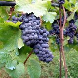 Vineyards of Sonoma County – with Hanna Winery & Vineyards
