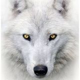Aya wolf