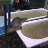 Irish Seal sanctuary,Brendan Price.