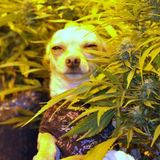 WAB175 - Herb Mix