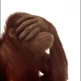 Cheeky Chimp Disco Vol 7 - Late Night Monkey Business