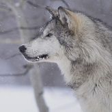 Lone Wolf profile image