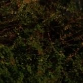 bisonpourri profile image