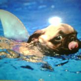 donnareew profile image
