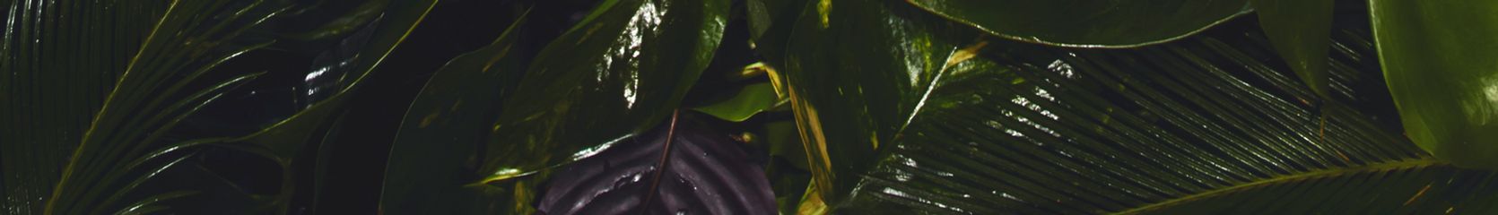 Mixcloud banner for @SPRINGS
