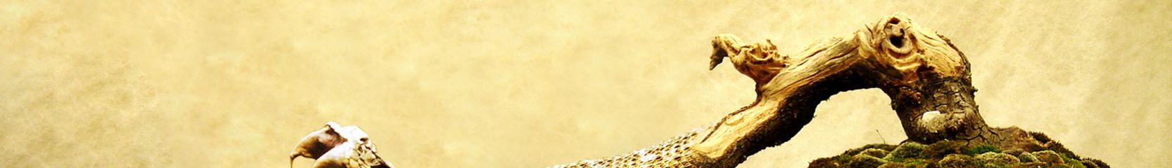 Mixcloud banner for @Abraham