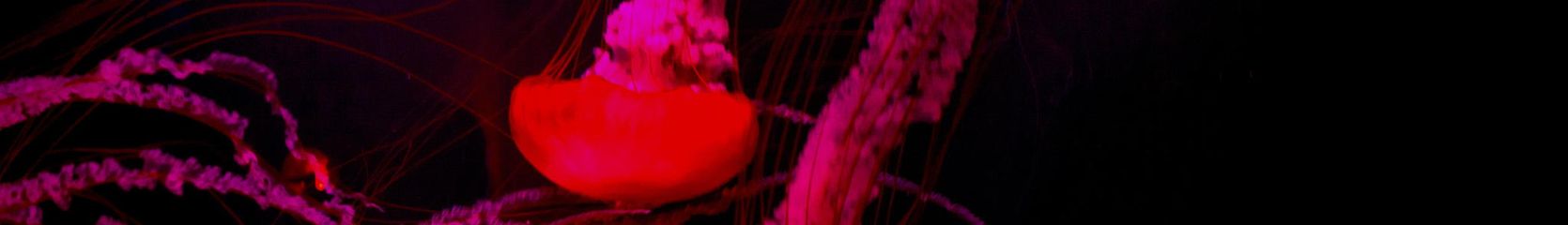 Mixcloud banner for @flaunt