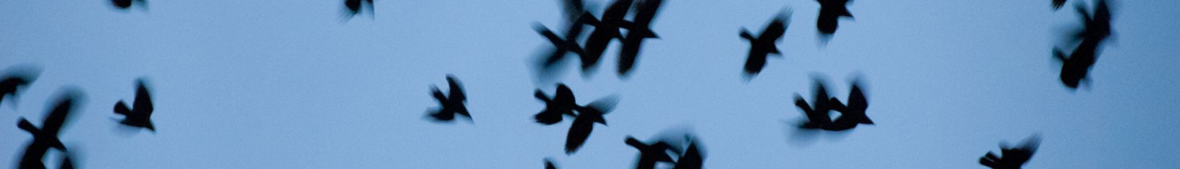Mixcloud banner for @Halogen