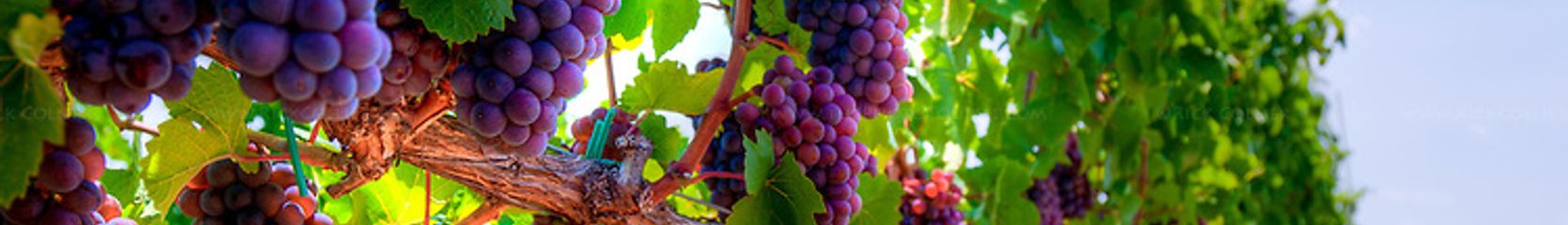 Mixcloud banner for @Vineyards