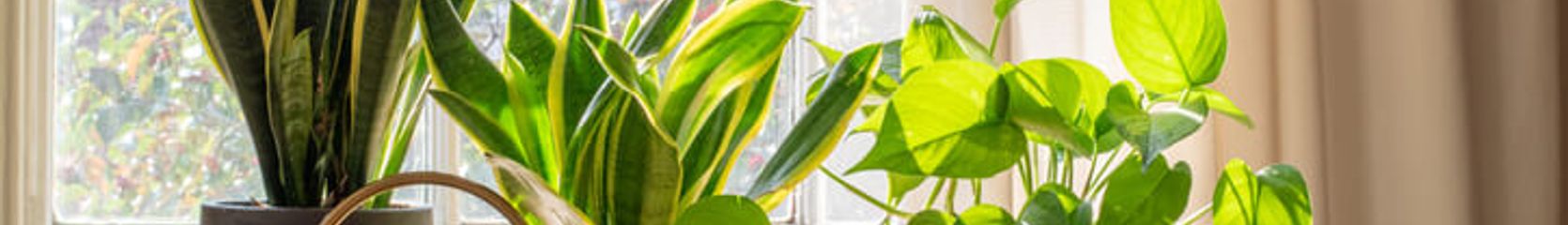 Mixcloud banner for @birthright