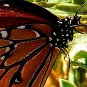 DJpt set 97 w. Special Guest , Zen MC. Brother Dave (Kenneally) Pre Solstice Summer Chillout