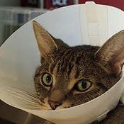 Cone of Shame