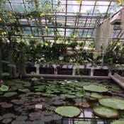 Typical exotica 25/6/2018