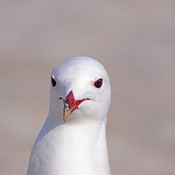 Deep chill Saucy Seagull Sesh - Special Sea Bird Edition - dj Spangles