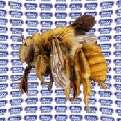 Allergy Season Radio No. 30 - Volvox Special